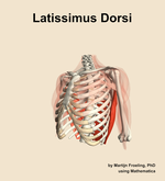 The latissimus dorsi muscle of the shoulder - orientation 15