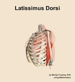 The latissimus dorsi muscle of the shoulder - orientation 16