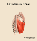 The latissimus dorsi muscle of the shoulder - orientation 2