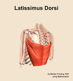 The latissimus dorsi muscle of the shoulder - orientation 3