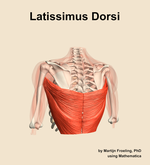 The latissimus dorsi muscle of the shoulder - orientation 4