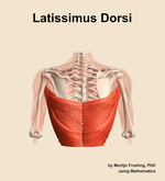 The latissimus dorsi muscle of the shoulder - orientation 5