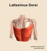 The latissimus dorsi muscle of the shoulder - orientation 6