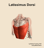 The latissimus dorsi muscle of the shoulder - orientation 7