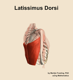 The latissimus dorsi muscle of the shoulder - orientation 8
