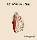 The latissimus dorsi muscle of the shoulder - orientation 9