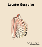 The levator scapulae muscle of the shoulder - orientation 10