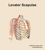 The levator scapulae muscle of the shoulder - orientation 11