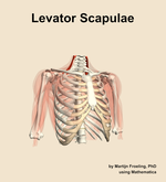 The levator scapulae muscle of the shoulder - orientation 12