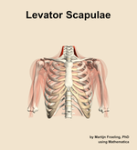 The levator scapulae muscle of the shoulder - orientation 13