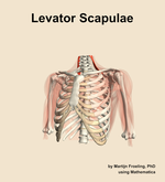 The levator scapulae muscle of the shoulder - orientation 14