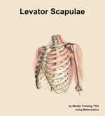 The levator scapulae muscle of the shoulder - orientation 15