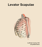 The levator scapulae muscle of the shoulder - orientation 16