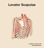 The levator scapulae muscle of the shoulder - orientation 3