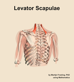 The levator scapulae muscle of the shoulder - orientation 4