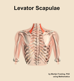 The levator scapulae muscle of the shoulder - orientation 5