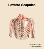 The levator scapulae muscle of the shoulder - orientation 6
