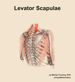 The levator scapulae muscle of the shoulder - orientation 7
