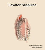 The levator scapulae muscle of the shoulder - orientation 8