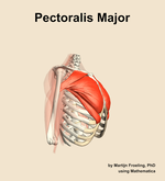 The pectoralis major muscle of the shoulder - orientation 10