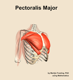 The pectoralis major muscle of the shoulder - orientation 11