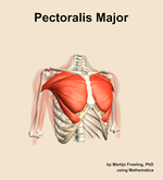 The pectoralis major muscle of the shoulder - orientation 12