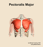 The pectoralis major muscle of the shoulder - orientation 13