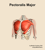 The pectoralis major muscle of the shoulder - orientation 14