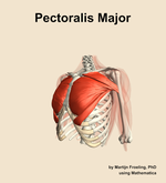 The pectoralis major muscle of the shoulder - orientation 15