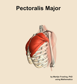 The pectoralis major muscle of the shoulder - orientation 16
