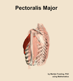 The pectoralis major muscle of the shoulder - orientation 2