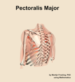 The pectoralis major muscle of the shoulder - orientation 3