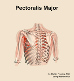 The pectoralis major muscle of the shoulder - orientation 4