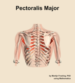 The pectoralis major muscle of the shoulder - orientation 5