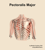 The pectoralis major muscle of the shoulder - orientation 6