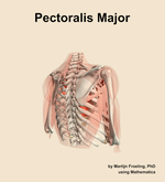 The pectoralis major muscle of the shoulder - orientation 7