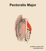 The pectoralis major muscle of the shoulder - orientation 8