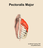 The pectoralis major muscle of the shoulder - orientation 9