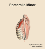 The pectoralis minor muscle of the shoulder - orientation 1