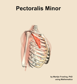 The pectoralis minor muscle of the shoulder - orientation 10