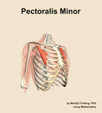The pectoralis minor muscle of the shoulder - orientation 11