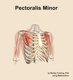 The pectoralis minor muscle of the shoulder - orientation 12