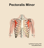 The pectoralis minor muscle of the shoulder - orientation 13
