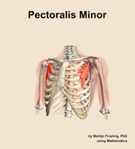 The pectoralis minor muscle of the shoulder - orientation 14