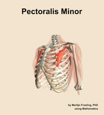 The pectoralis minor muscle of the shoulder - orientation 15