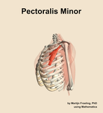 The pectoralis minor muscle of the shoulder - orientation 16