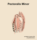 The pectoralis minor muscle of the shoulder - orientation 2