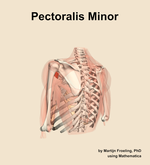 The pectoralis minor muscle of the shoulder - orientation 3