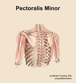 The pectoralis minor muscle of the shoulder - orientation 4