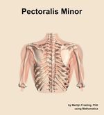 The pectoralis minor muscle of the shoulder - orientation 5